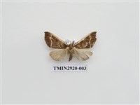 藏品(夜蛾129)的圖片